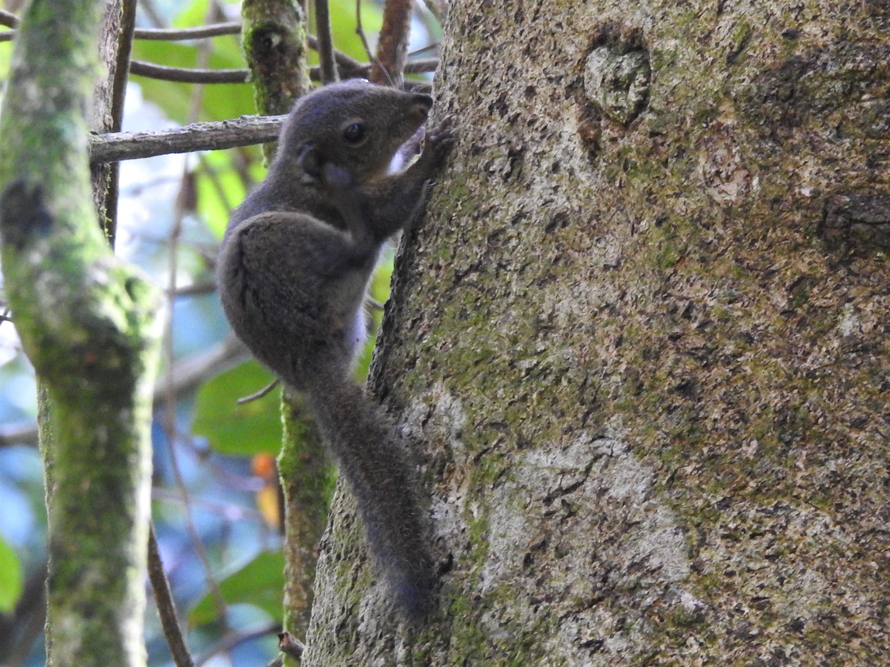Brooke's Squirrel — Borneo wildlife, book, free download, jungle tour, mammal, Borneo mammal tour