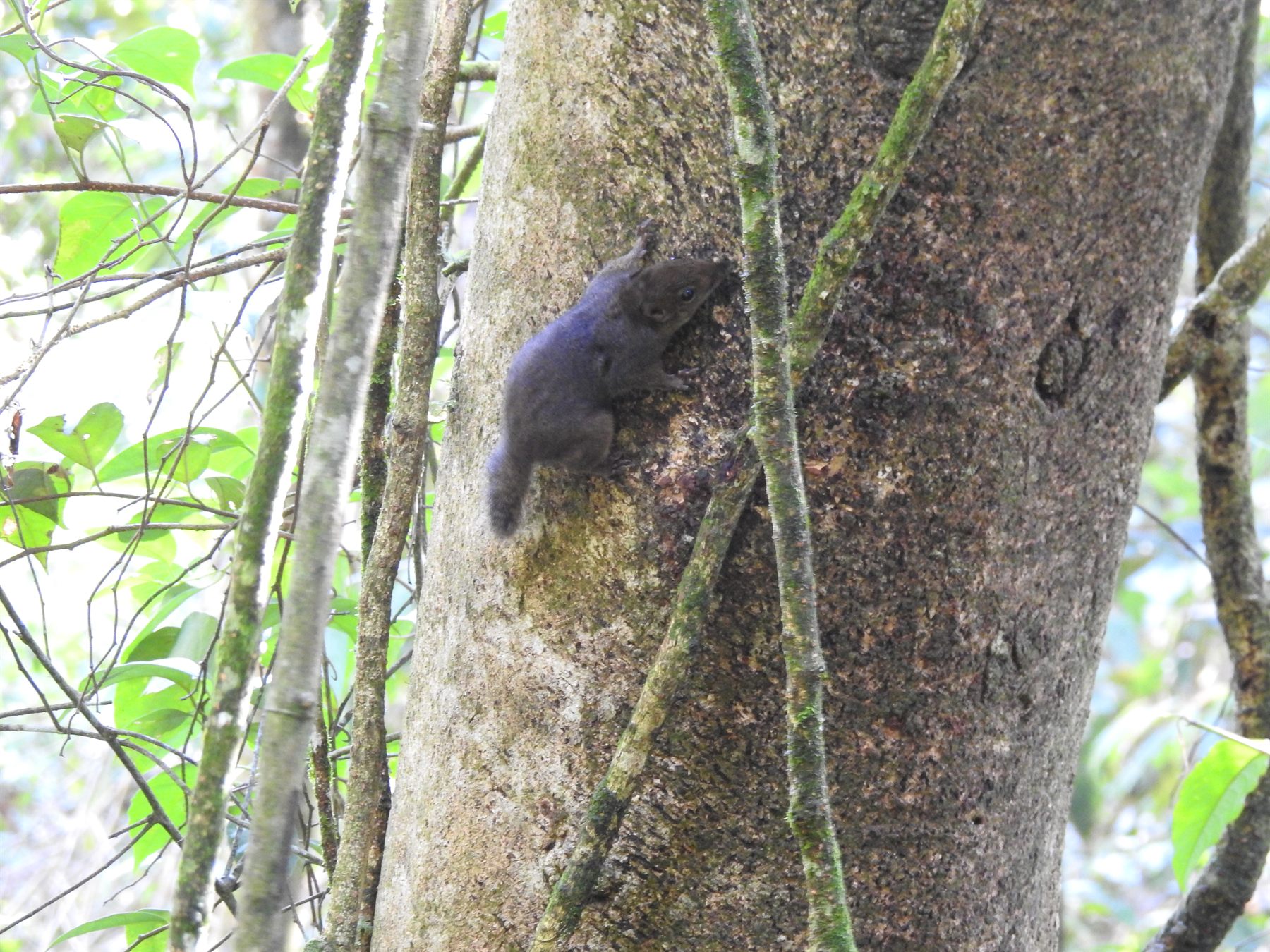 Brooke's Squirrel — Borneo wildlife, book, free download, jungle tour, mammal, Borneo mammal tour