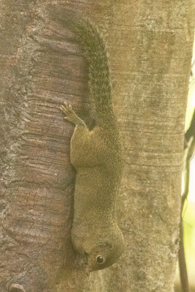 Brooke's Squirrel — Borneo wildlife, book, free download, jungle tour, mammal, Borneo mammal tour