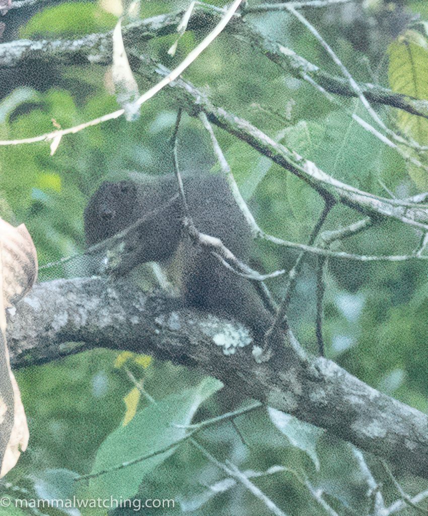Brooke's Squirrel — Borneo wildlife, book, free download, jungle tour, mammal, Borneo mammal tour