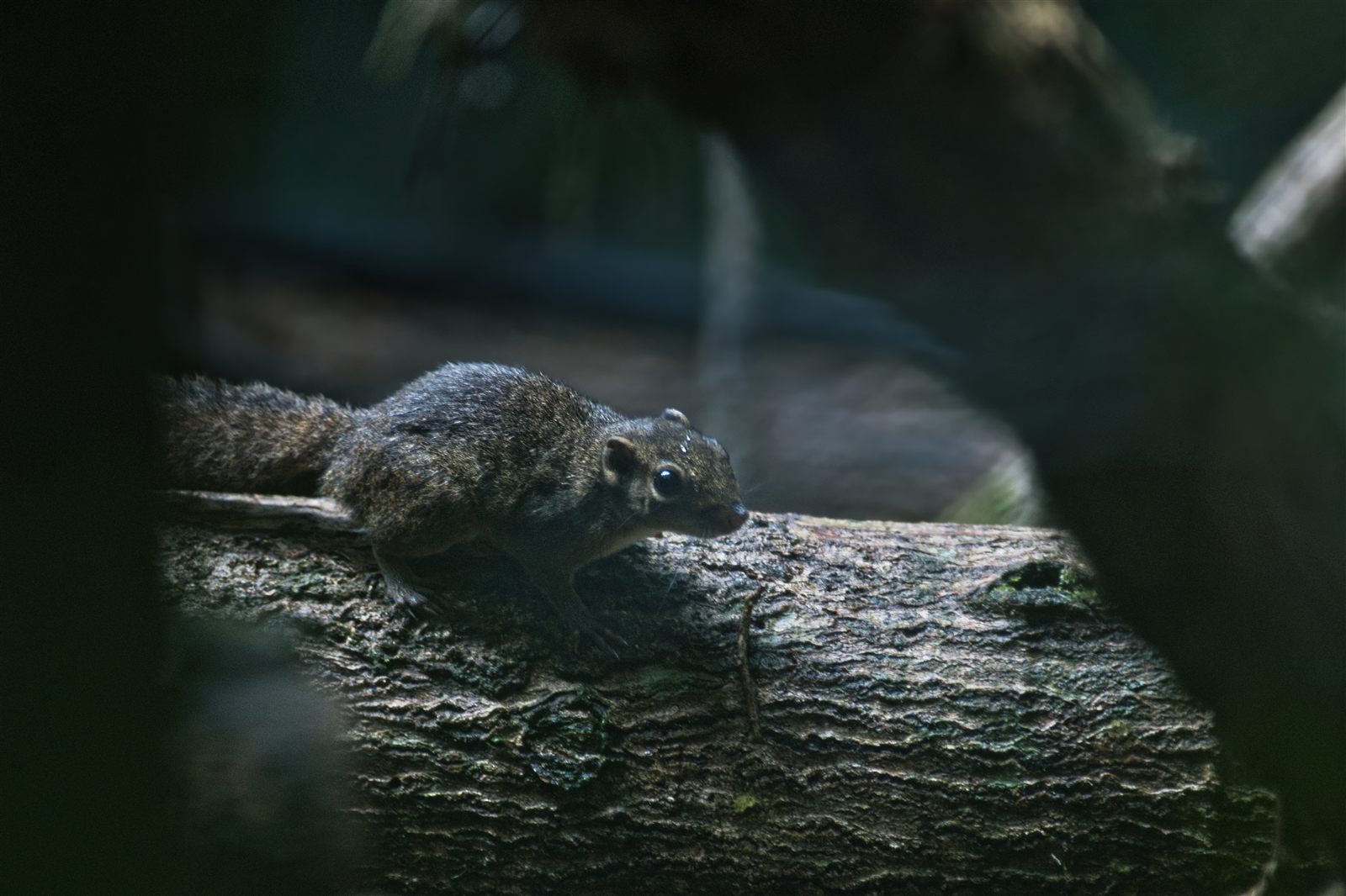 Brooke's Squirrel — Borneo wildlife, book, free download, jungle tour, mammal, Borneo mammal tour