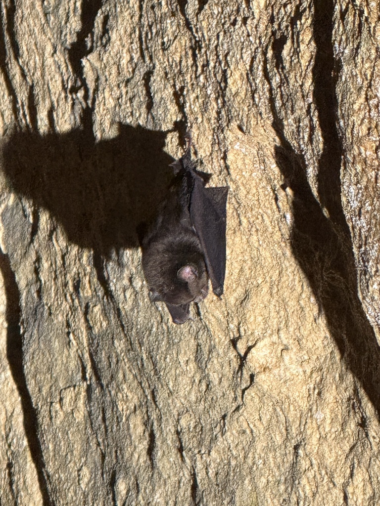 Cantor's Roundleaf Bat — Borneo wildlife, book, free download, jungle tour, mammal, Borneo mammal tour