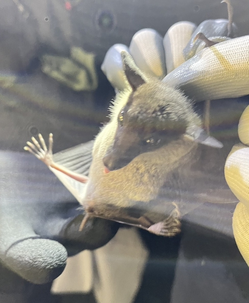 Cave Nectar Bat — Borneo wildlife, book, free download, jungle tour, mammal, Borneo mammal tour