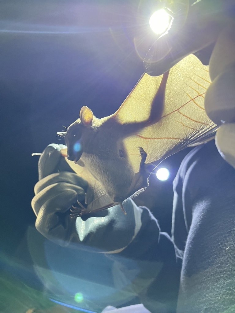 Cave Nectar Bat — Borneo wildlife, book, free download, jungle tour, mammal, Borneo mammal tour