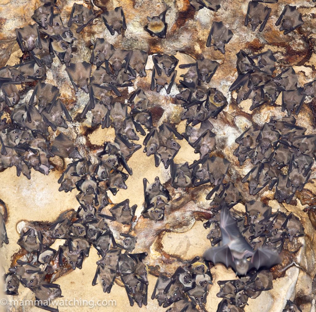 Cave Nectar Bat — Borneo wildlife, book, free download, jungle tour, mammal, Borneo mammal tour