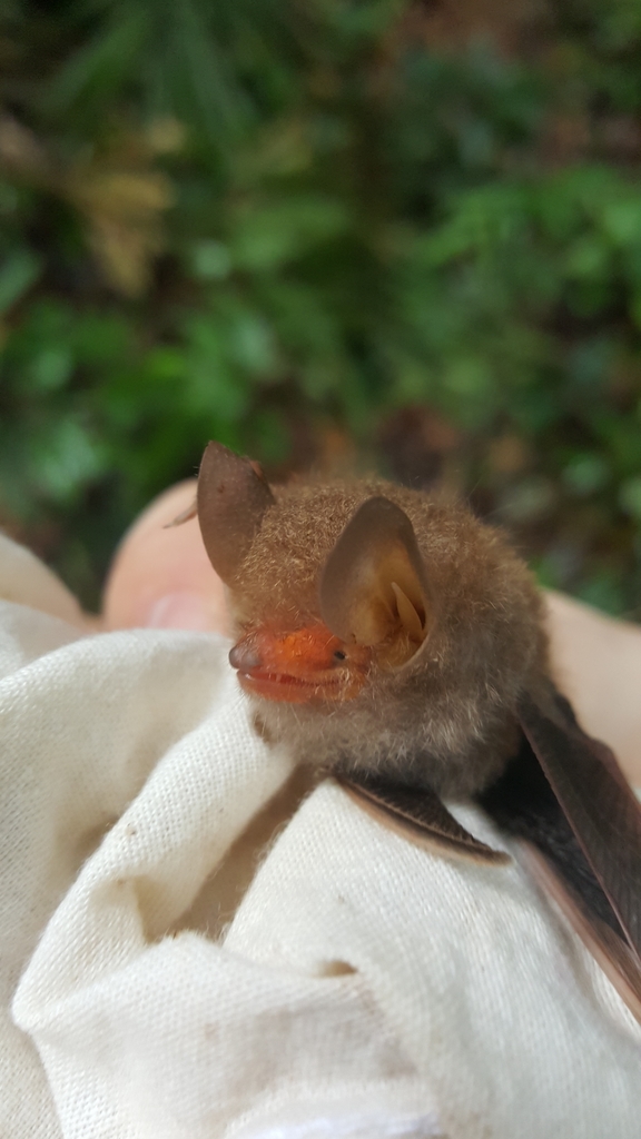 Clear-winged Woolly Bat — Borneo wildlife, book, free download, jungle tour, mammal, Borneo mammal tour