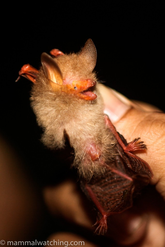 Clear-winged Woolly Bat — Borneo wildlife, book, free download, jungle tour, mammal, Borneo mammal tour