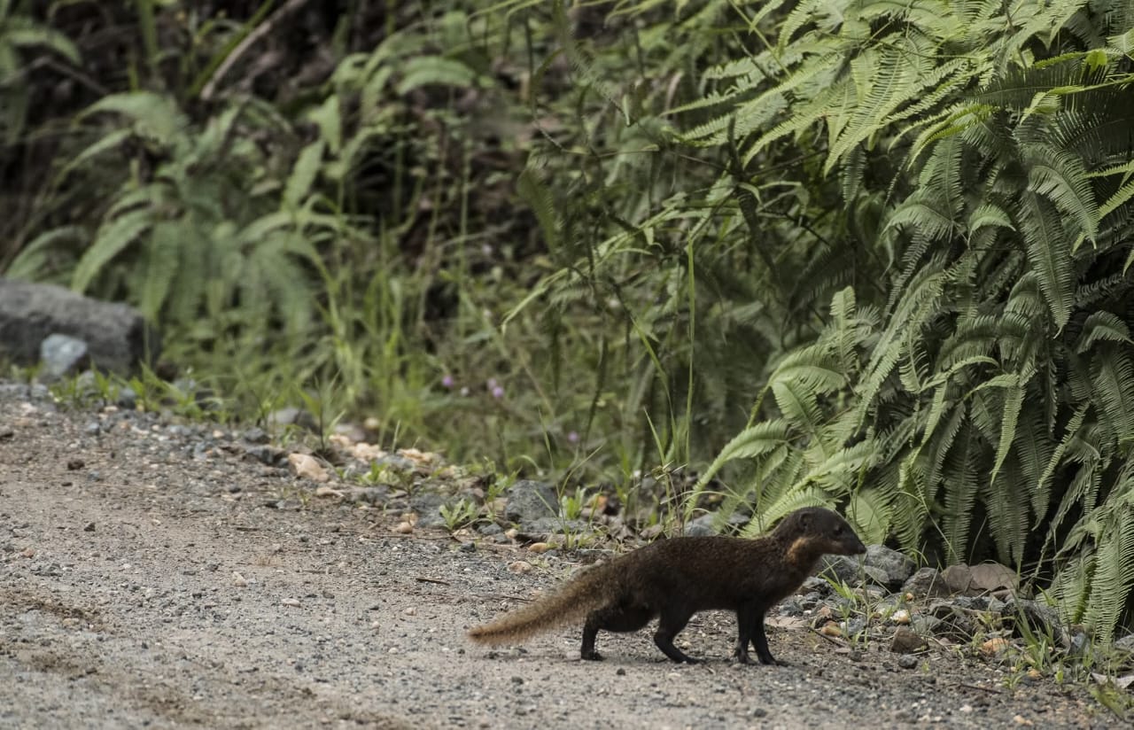 Collared Mongoose — Borneo wildlife, book, free download, jungle tour, mammal, Borneo mammal tour