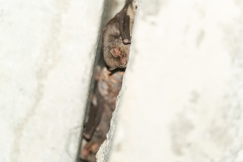 Common Bent-winged Bat — Borneo wildlife, book, free download, jungle tour, mammal, Borneo mammal tour