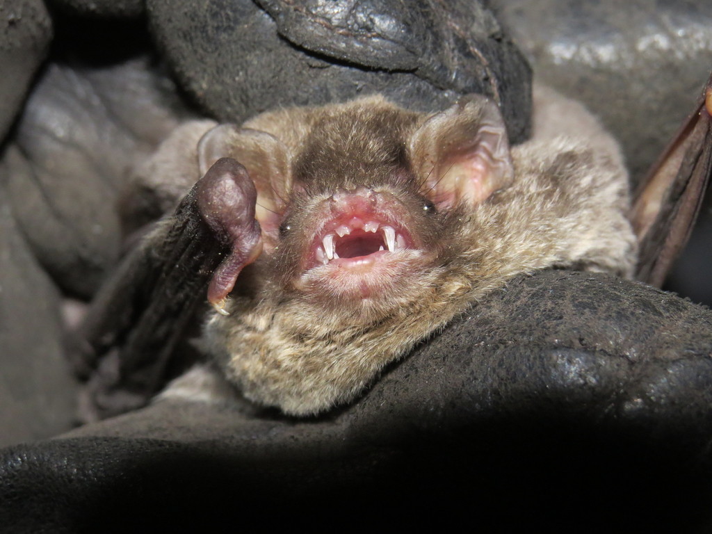 Common Bent-winged Bat — Borneo wildlife, book, free download, jungle tour, mammal, Borneo mammal tour