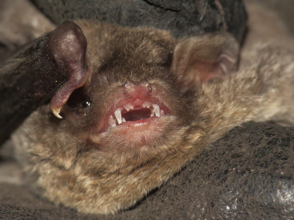 Common Bent-winged Bat — Borneo wildlife, book, free download, jungle tour, mammal, Borneo mammal tour