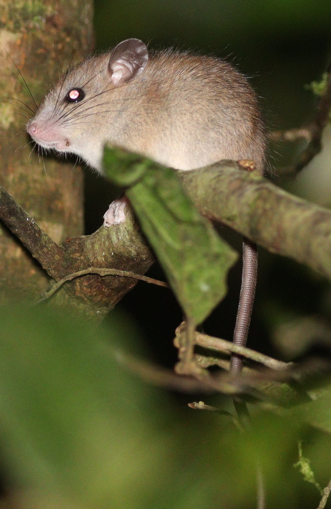 Common Pencil-tailed Tree Mouse — Borneo wildlife, book, free download, jungle tour, mammal, Borneo mammal tour