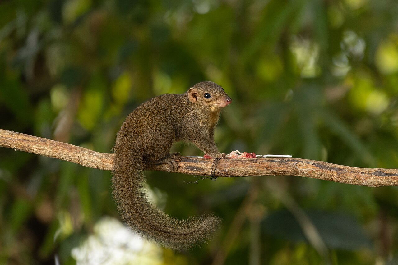 Common Treeshrew — Borneo wildlife, book, free download, jungle tour, mammal, Borneo mammal tour