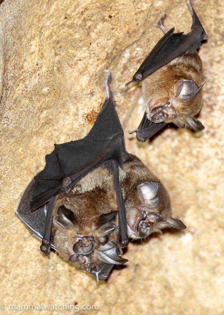 Creagh's Horseshoe Bat — Borneo wildlife, book, free download, jungle tour, mammal, Borneo mammal tour