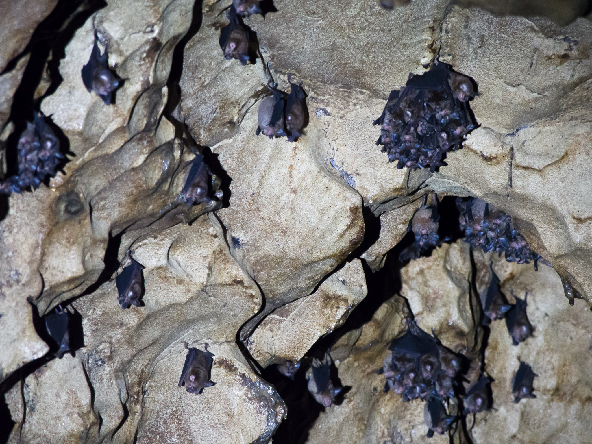 Creagh's Horseshoe Bat — Borneo wildlife, book, free download, jungle tour, mammal, Borneo mammal tour