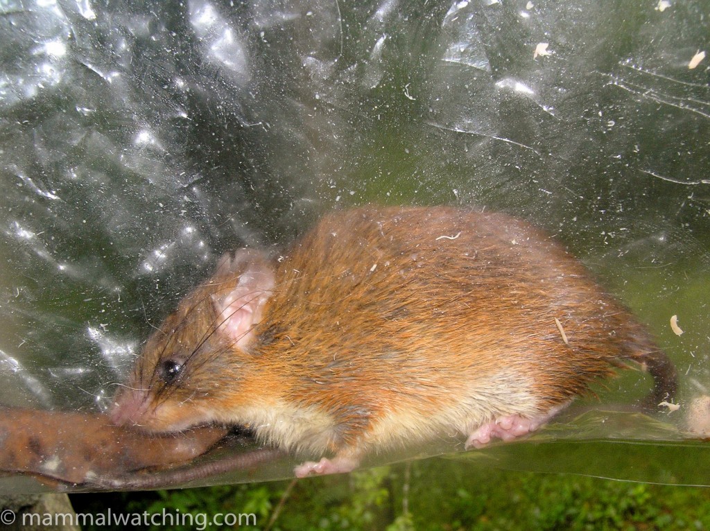 Dark-tailed Tree Rat — Borneo wildlife, book, free download, jungle tour, mammal, Borneo mammal tour
