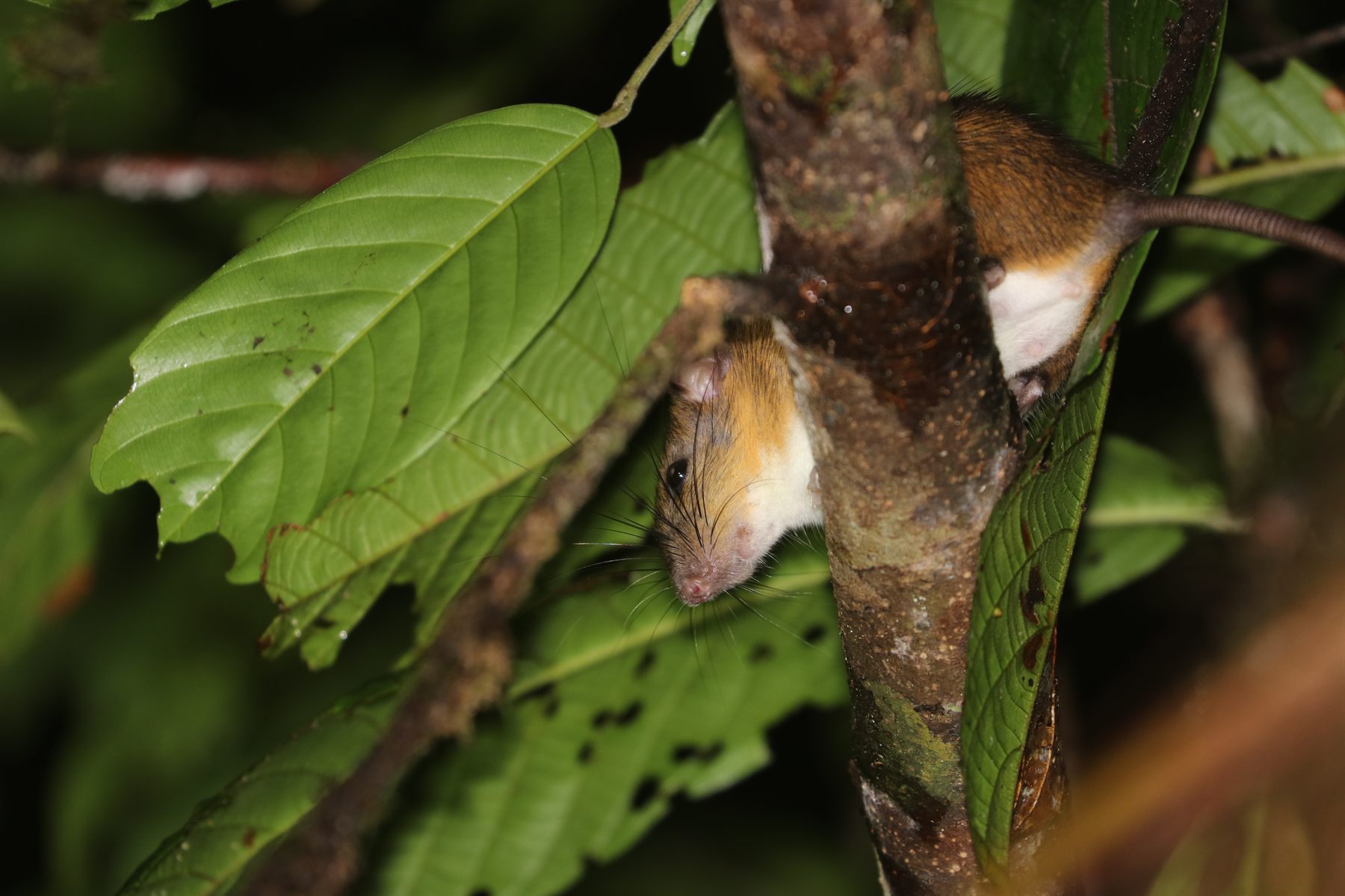 Dark-tailed Tree Rat — Borneo wildlife, book, free download, jungle tour, mammal, Borneo mammal tour
