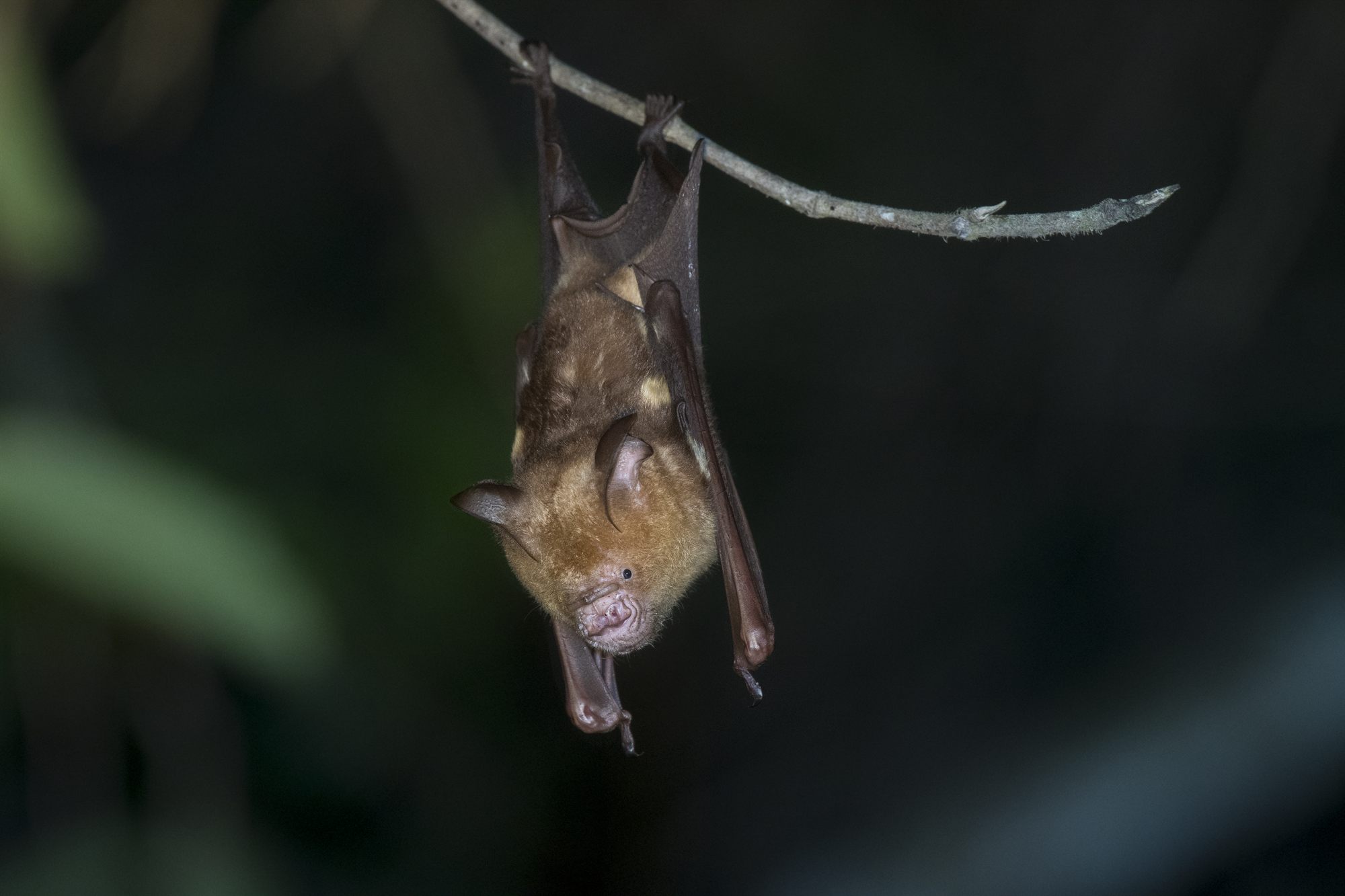 Diadem Roundleaf Bat — Borneo wildlife, book, free download, jungle tour, mammal, Borneo mammal tour