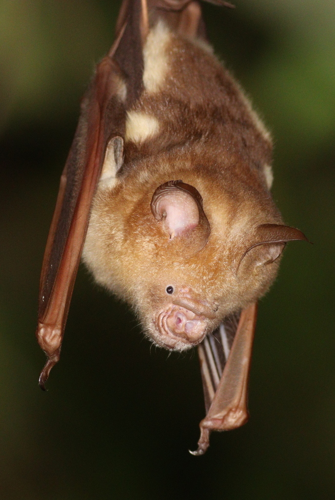 Diadem Roundleaf Bat — Borneo wildlife, book, free download, jungle tour, mammal, Borneo mammal tour
