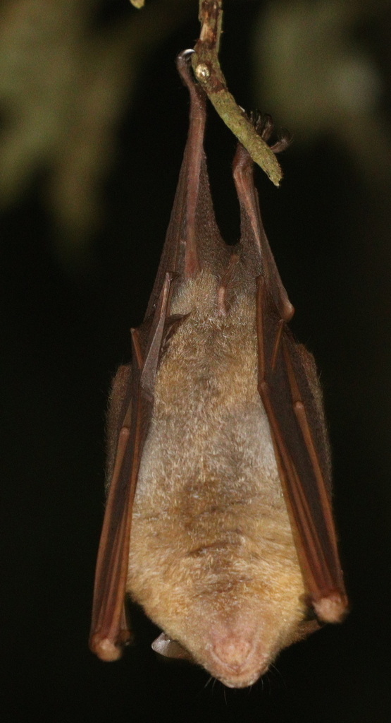 Diadem Roundleaf Bat — Borneo wildlife, book, free download, jungle tour, mammal, Borneo mammal tour
