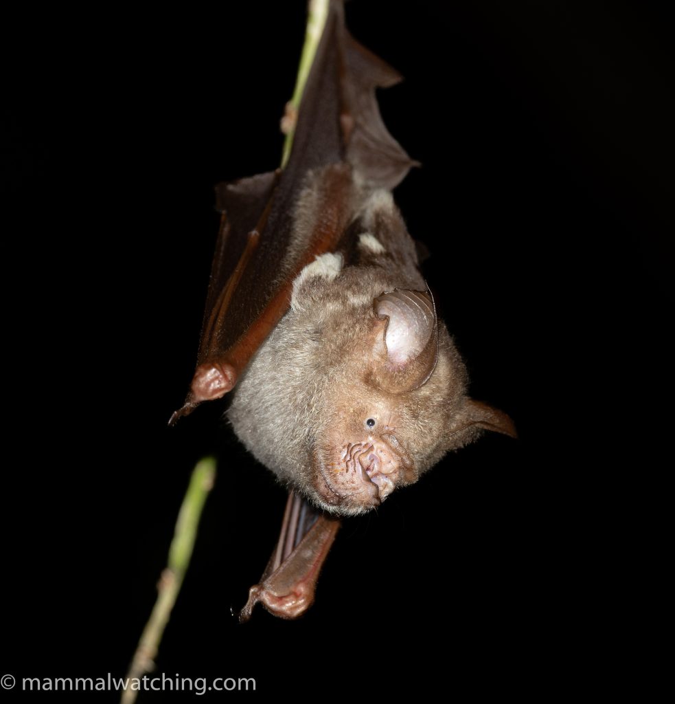 Diadem Roundleaf Bat — Borneo wildlife, book, free download, jungle tour, mammal, Borneo mammal tour