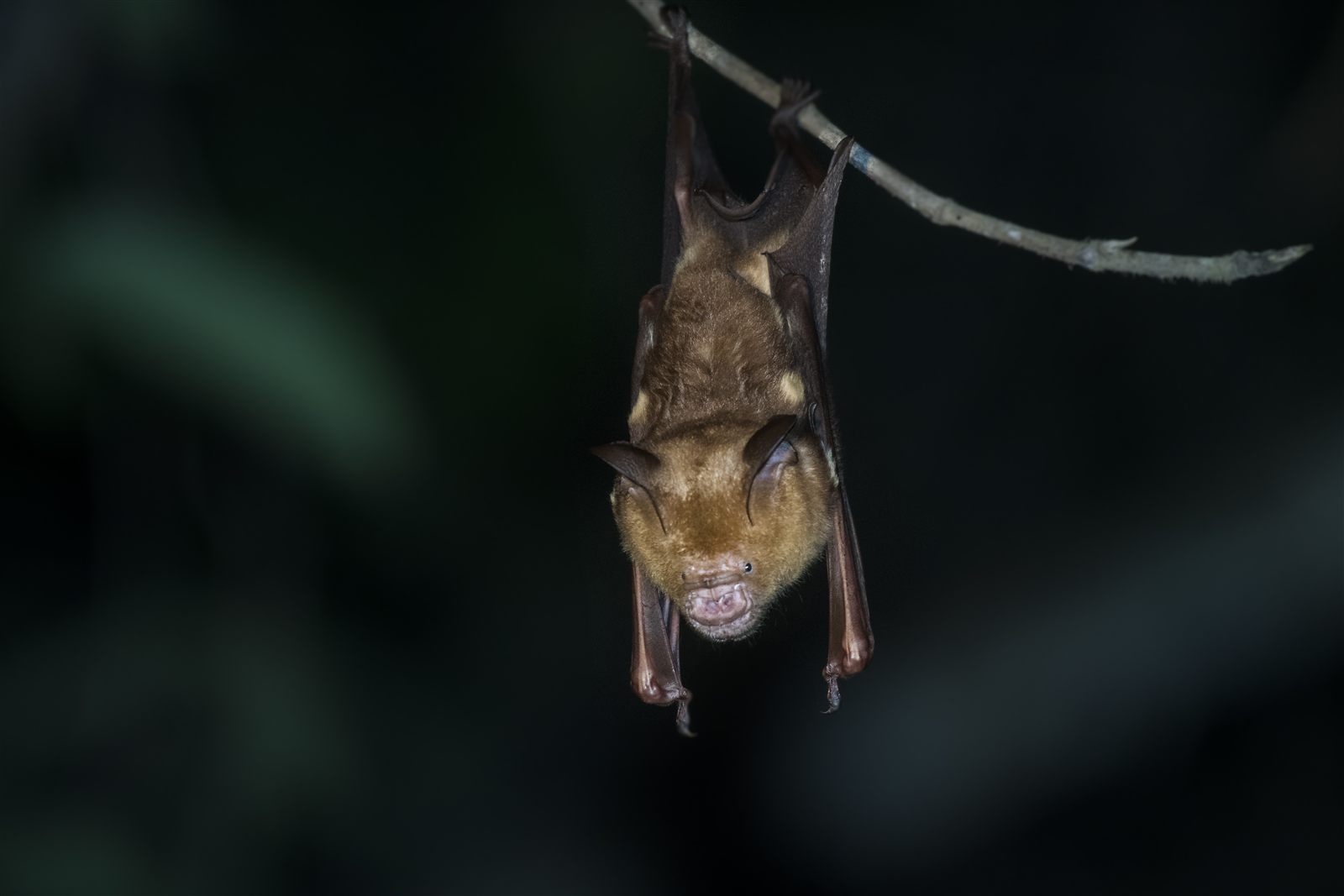 Diadem Roundleaf Bat — Borneo wildlife, book, free download, jungle tour, mammal, Borneo mammal tour