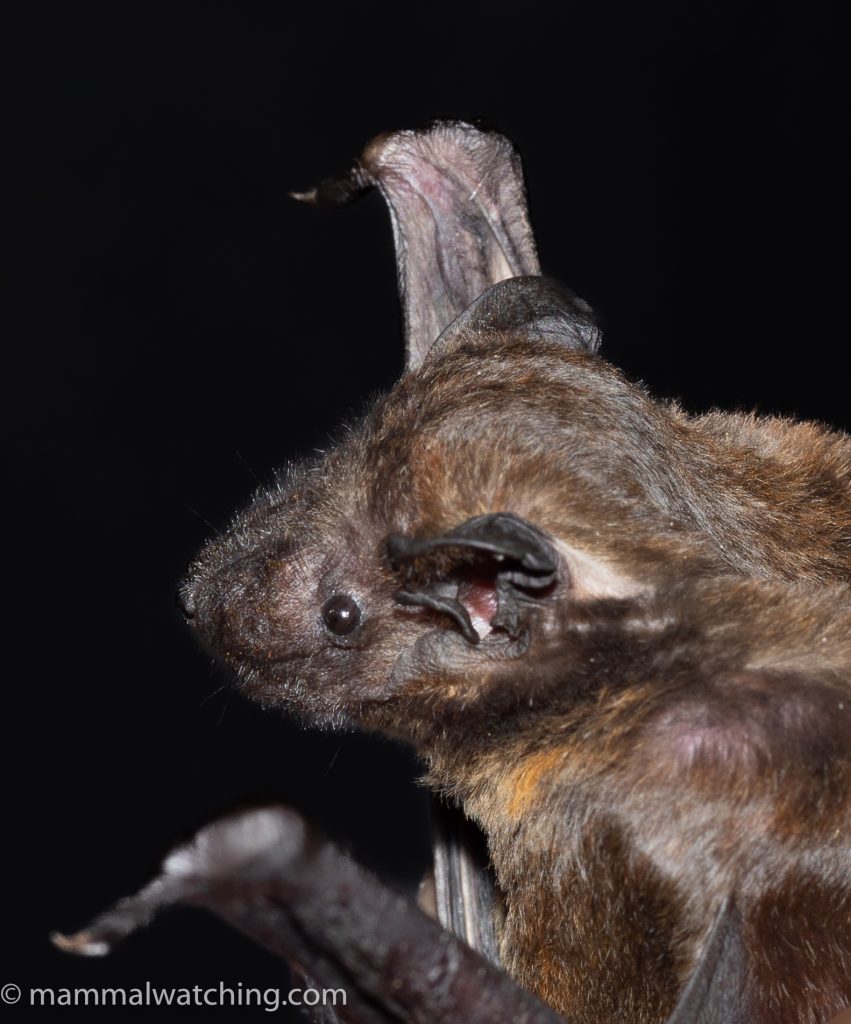 Doria's Bat — Borneo wildlife, book, free download, jungle tour, mammal, Borneo mammal tour