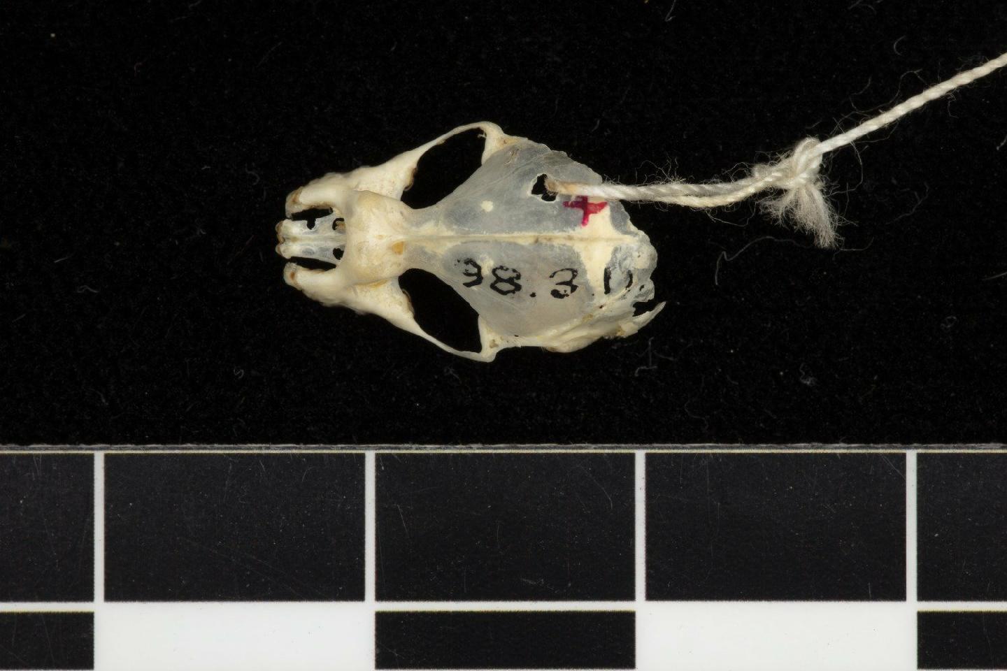 Doria's Roundleaf Bat — Borneo wildlife, book, free download, jungle tour, mammal, Borneo mammal tour