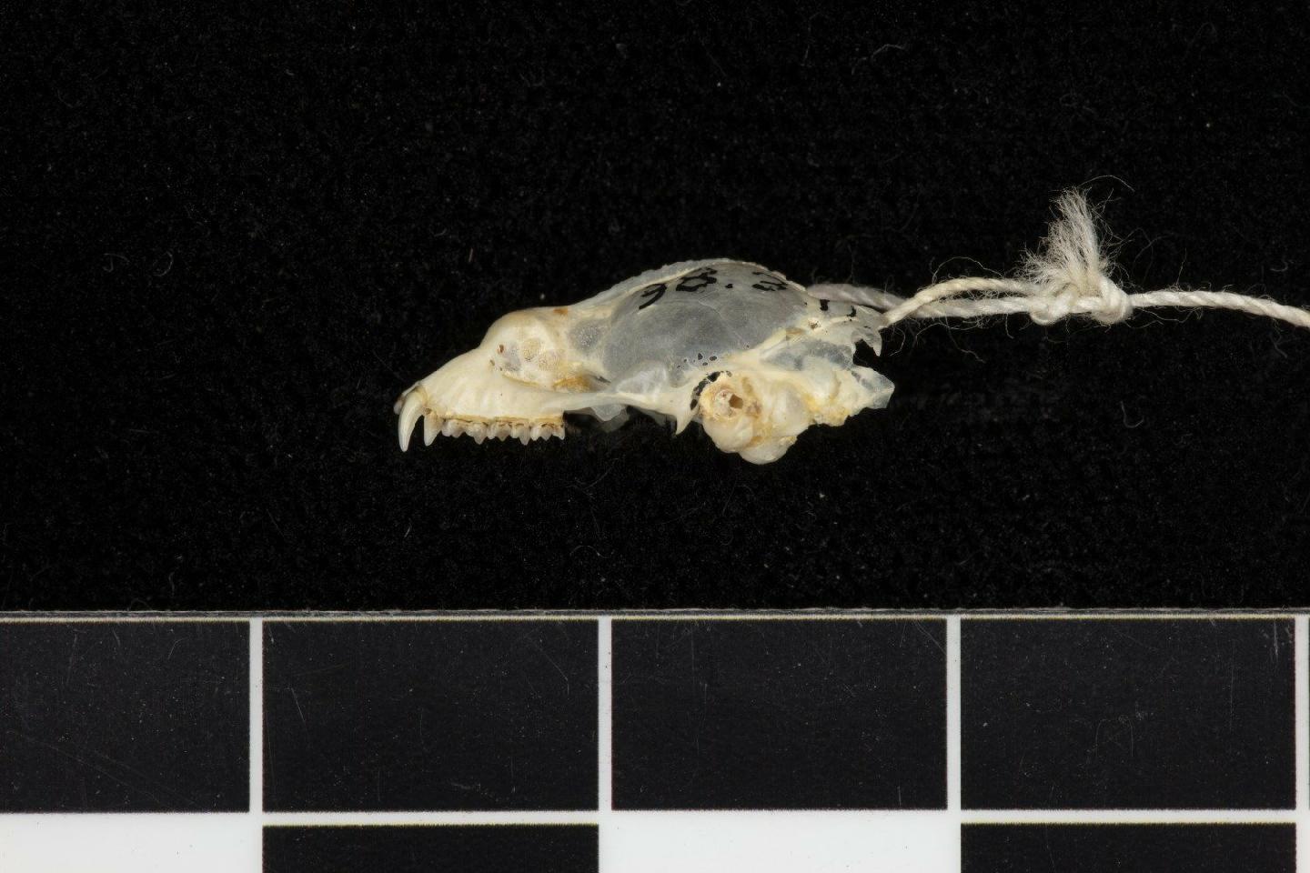 Doria's Roundleaf Bat — Borneo wildlife, book, free download, jungle tour, mammal, Borneo mammal tour