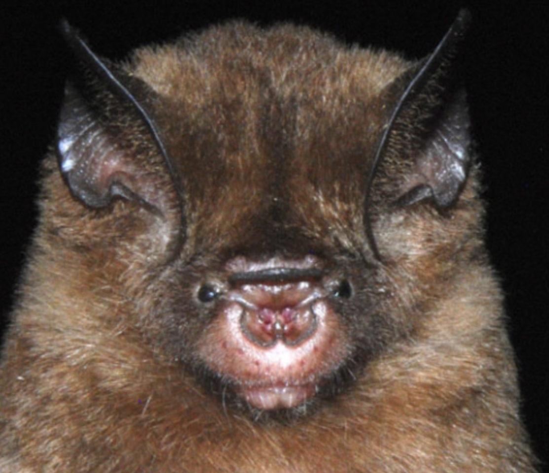 Doria's Roundleaf Bat — Borneo wildlife, book, free download, jungle tour, mammal, Borneo mammal tour