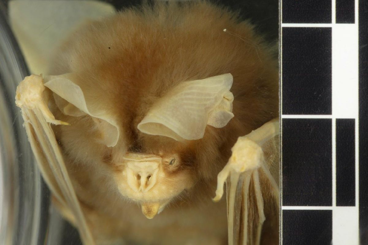 Doria's Roundleaf Bat — Borneo wildlife, book, free download, jungle tour, mammal, Borneo mammal tour