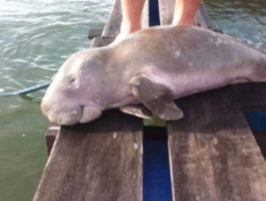 Dugong resting on a jetty beside the water