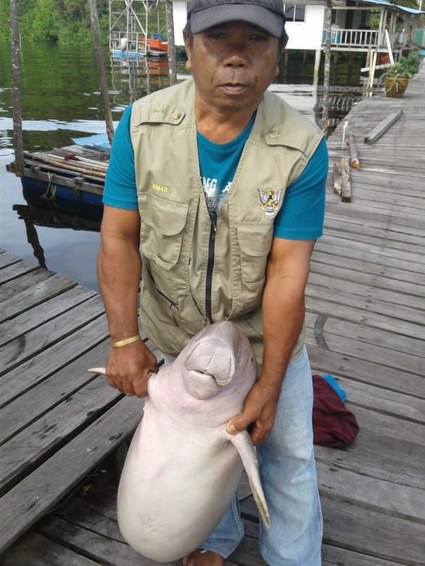 A man holding a young Dugong on a jetty