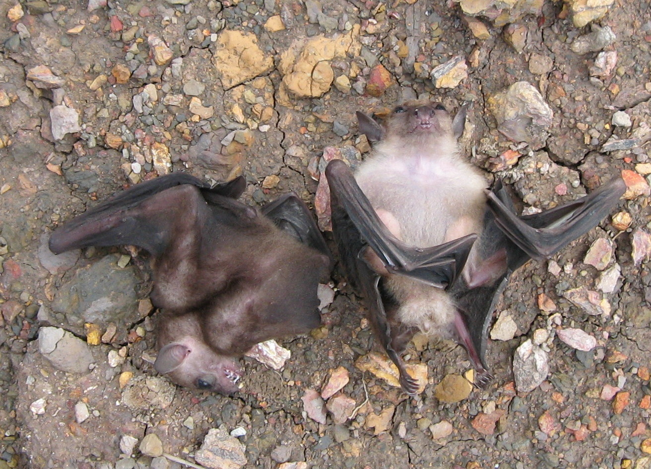 Dusky Fruit Bat — Borneo wildlife, book, free download, jungle tour, mammal, Borneo mammal tour