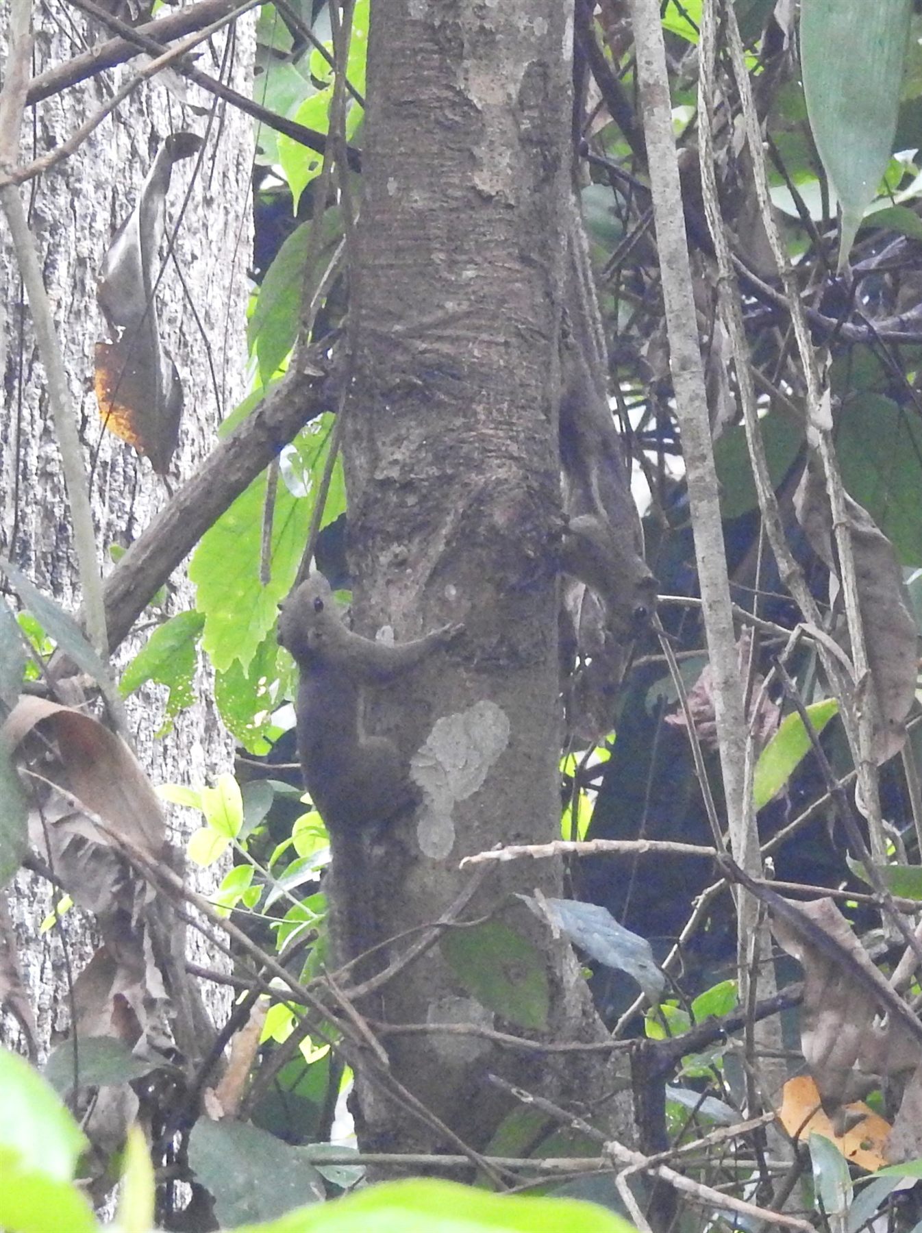 Ear-spot Squirrel — Borneo wildlife, book, free download, jungle tour, mammal, Borneo mammal tour