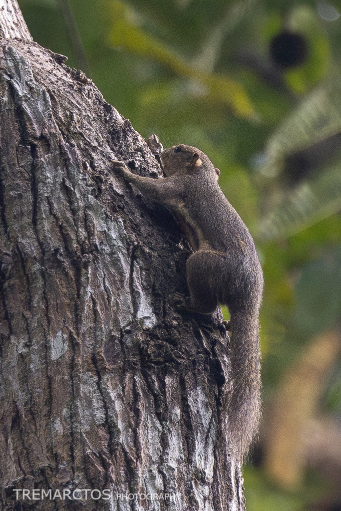 Ear-spot Squirrel — Borneo wildlife, book, free download, jungle tour, mammal, Borneo mammal tour
