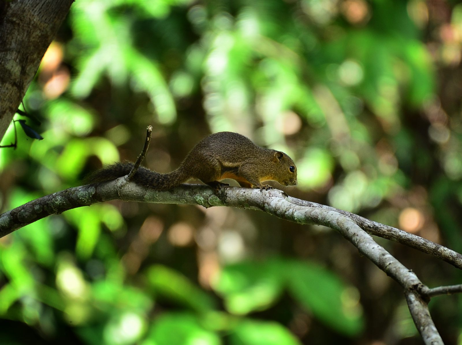 Ear-spot Squirrel — Borneo wildlife, book, free download, jungle tour, mammal, Borneo mammal tour