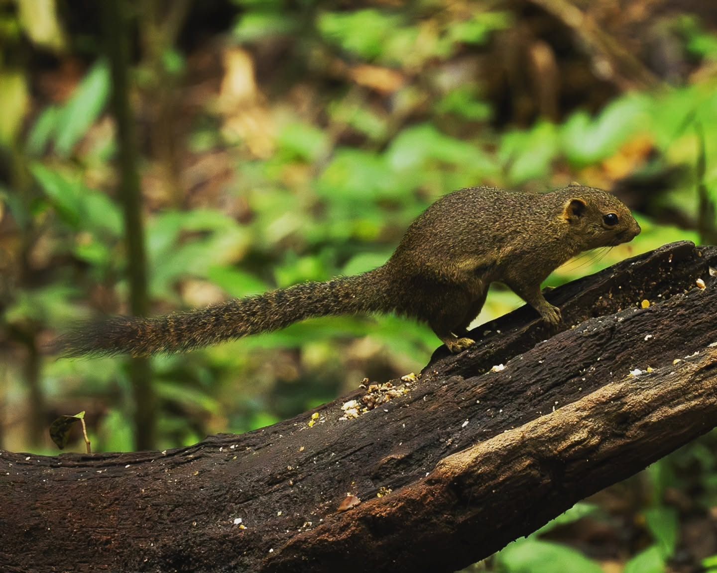Ear-spot Squirrel — Borneo wildlife, book, free download, jungle tour, mammal, Borneo mammal tour