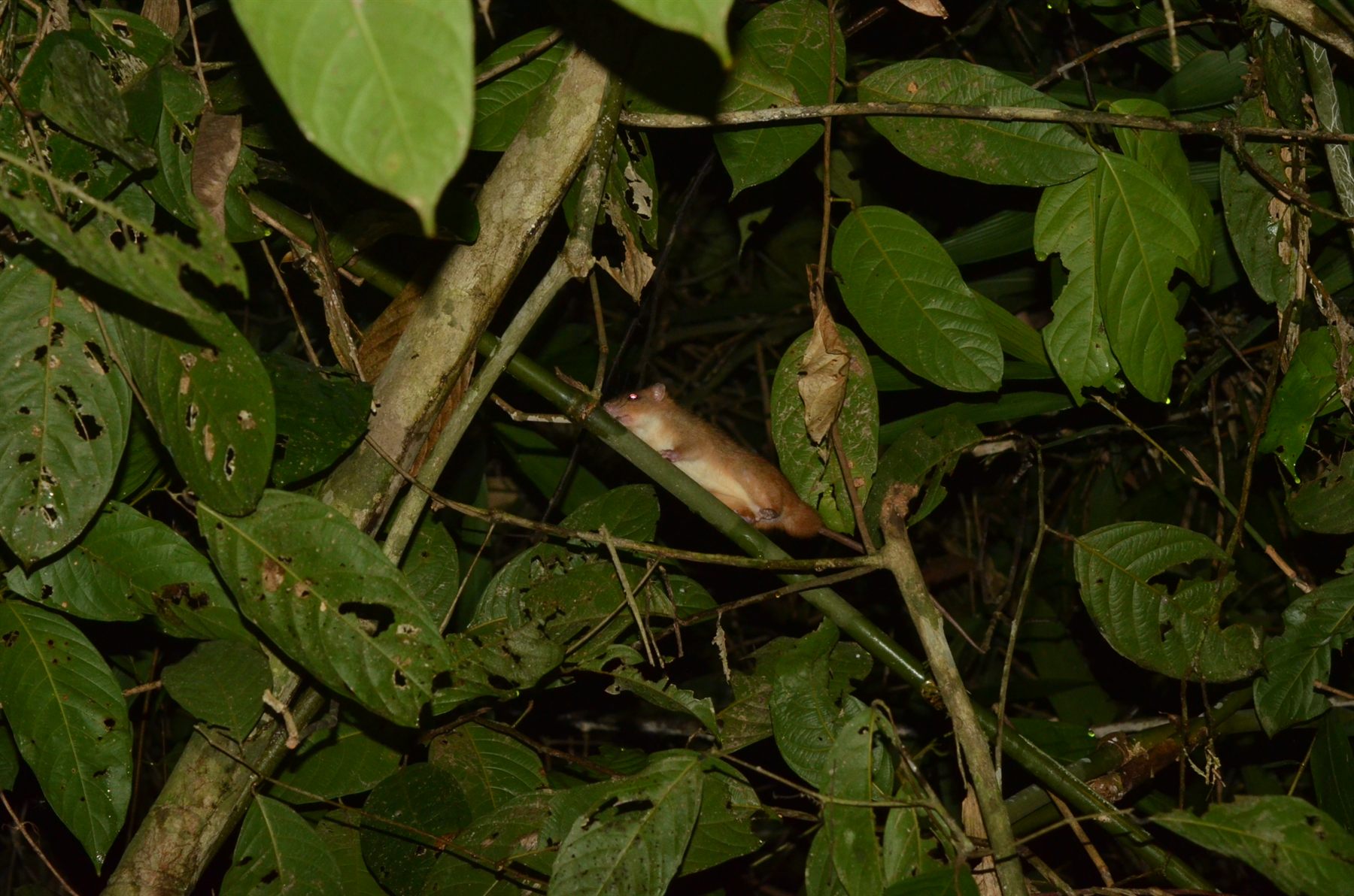 Emmons Tree Rat — Borneo wildlife, book, free download, jungle tour, mammal, Borneo mammal tour