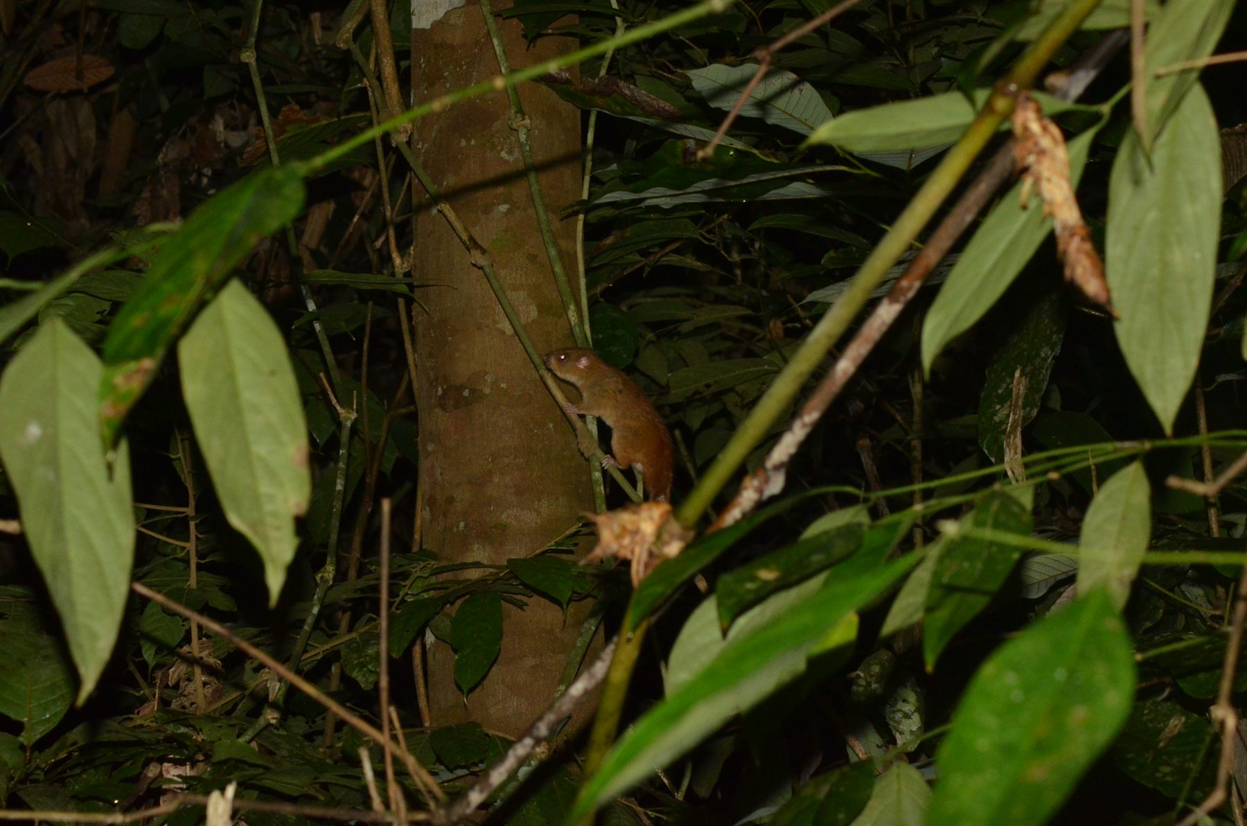 Emmons Tree Rat — Borneo wildlife, book, free download, jungle tour, mammal, Borneo mammal tour