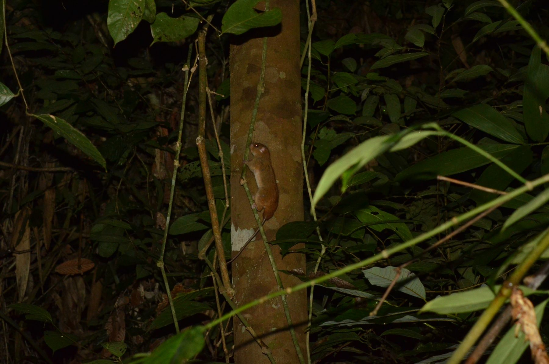 Emmons Tree Rat — Borneo wildlife, book, free download, jungle tour, mammal, Borneo mammal tour