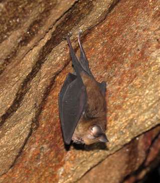Fawn Roundleaf Bat — Borneo wildlife, book, free download, jungle tour, mammal, Borneo mammal tour