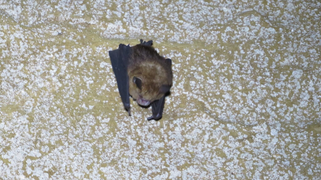 Fawn Roundleaf Bat — Borneo wildlife, book, free download, jungle tour, mammal, Borneo mammal tour