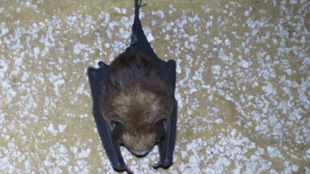 Fawn Roundleaf Bat — Borneo wildlife, book, free download, jungle tour, mammal, Borneo mammal tour