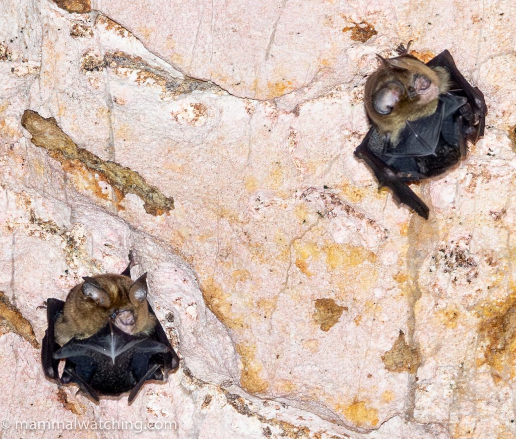 Fawn Roundleaf Bat — Borneo wildlife, book, free download, jungle tour, mammal, Borneo mammal tour