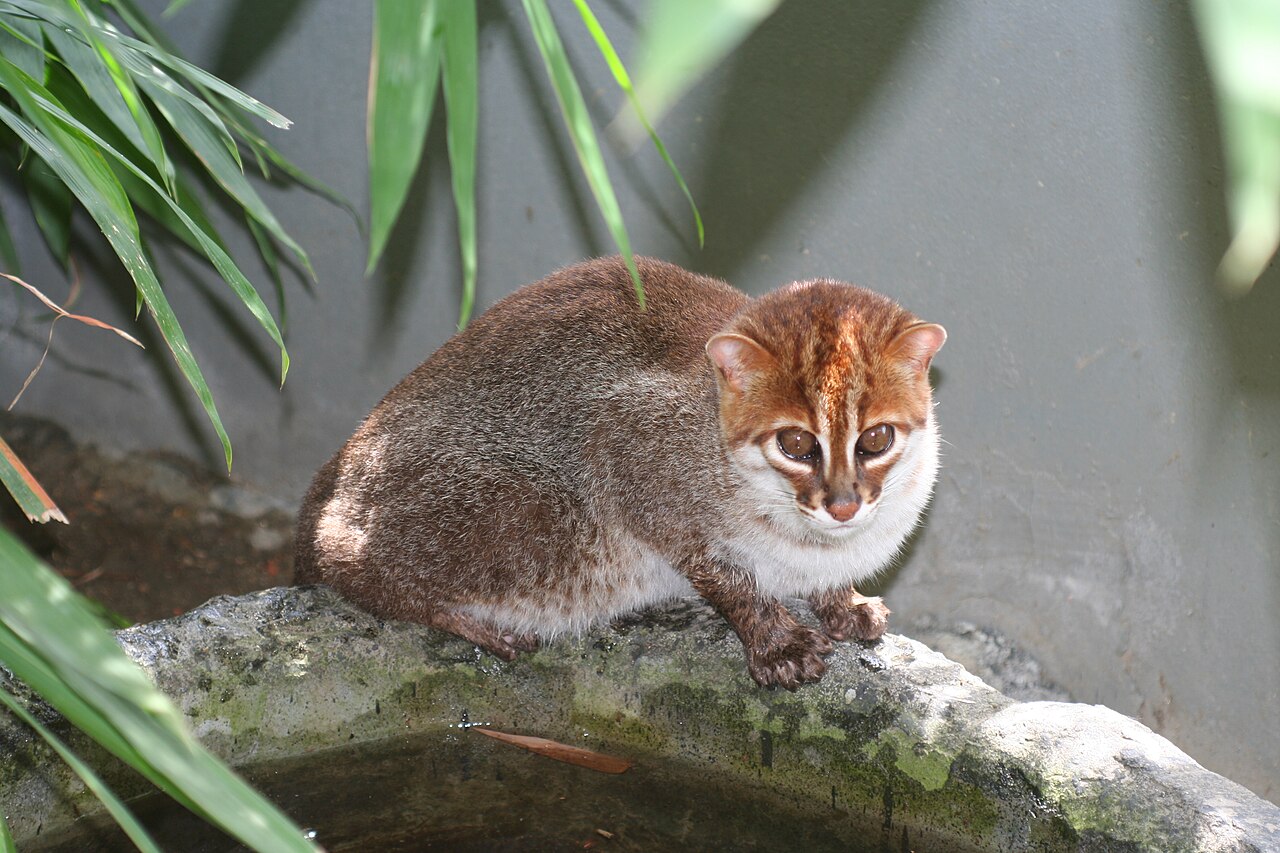 Flat-headed Cat — Borneo wildlife, book, free download, jungle tour, mammal, Borneo mammal tour