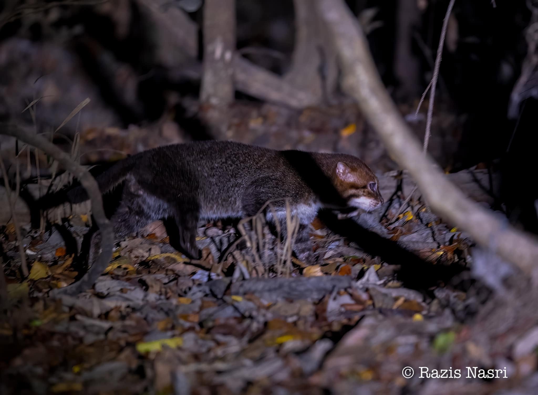 Flat-headed Cat — Borneo wildlife, book, free download, jungle tour, mammal, Borneo mammal tour