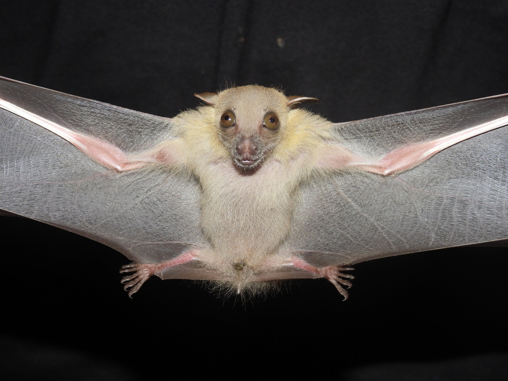 Forest Short-nosed Fruit Bat — Borneo wildlife, book, free download, jungle tour, mammal, Borneo mammal tour