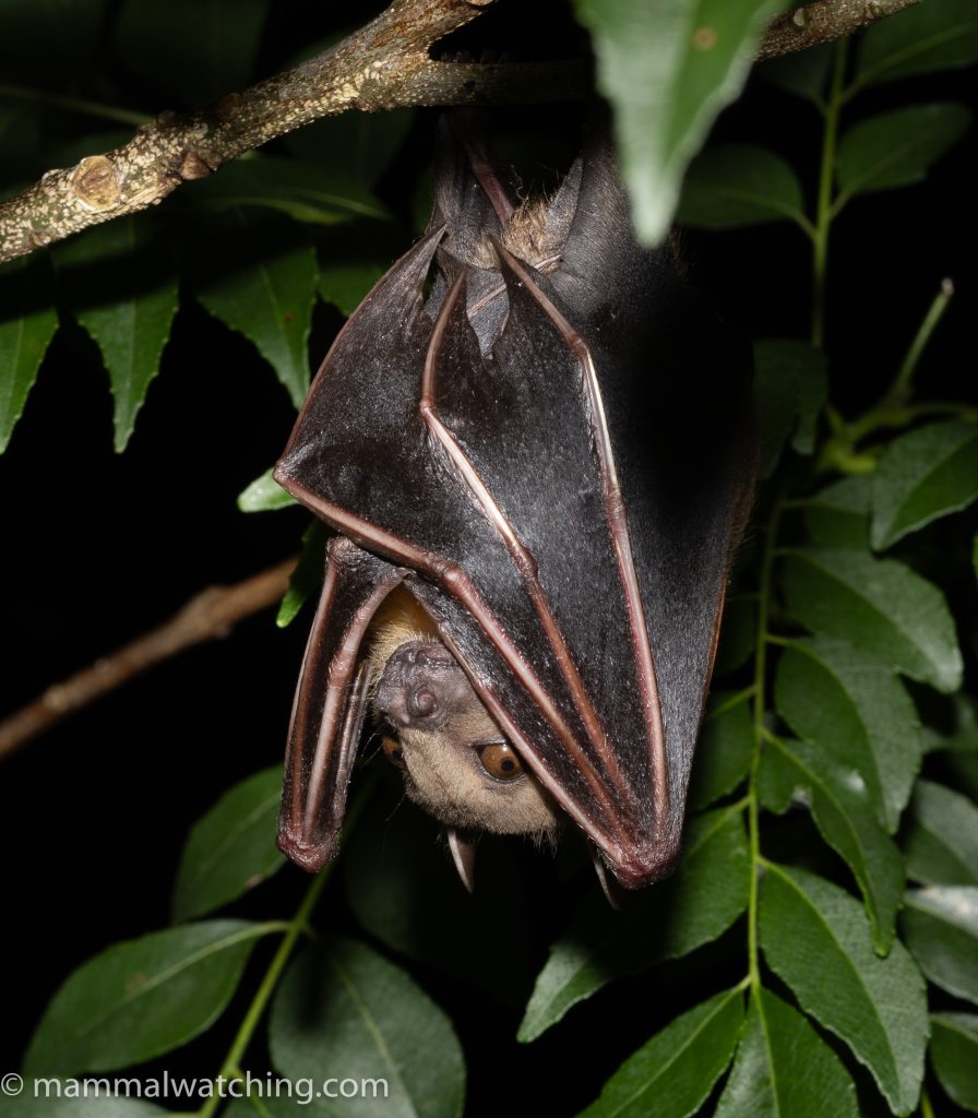 Forest Short-nosed Fruit Bat — Borneo wildlife, book, free download, jungle tour, mammal, Borneo mammal tour