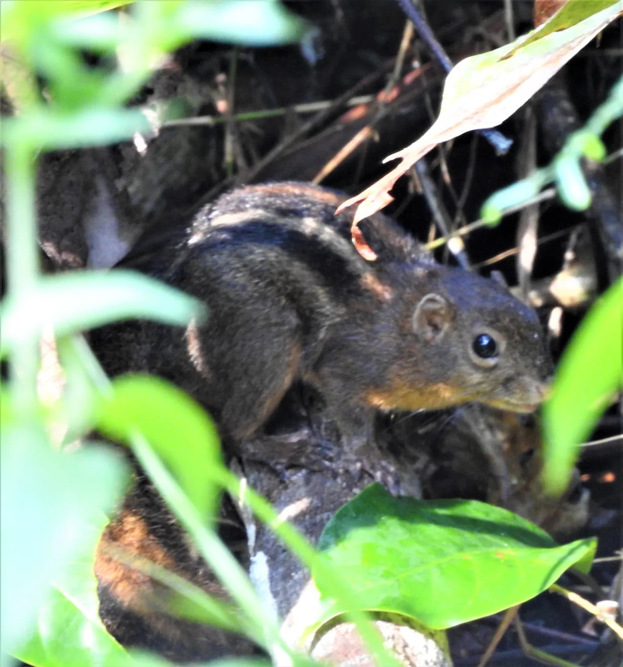 Four-striped Ground Squirrel — Borneo wildlife, book, free download, jungle tour, mammal, Borneo mammal tour